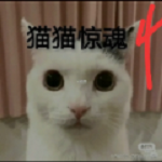 猫咪惊魂4动态狗头版